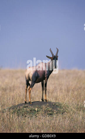 Topi, Damaliscus Korrigum, Erwachsenen gehockt Termitenhügel, schaut sich um, Masai Mara-Park in Kenia Stockfoto