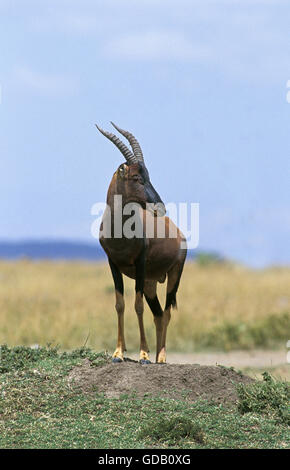 TOPI Damaliscus Korrigum, Erwachsene ON TERMITENHÜGEL, Kenia Stockfoto