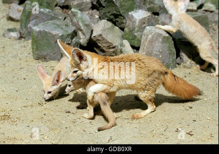 Fennec oder Wüstenfuchs, Fennecus Zerda, Mutter mit Jungtier Stockfoto