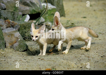 Fennec oder Wüstenfuchs, Fennecus Zerda, Cub Stockfoto