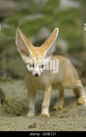 Fennec oder Wüstenfuchs, Fennecus Zerda, Cub Stockfoto