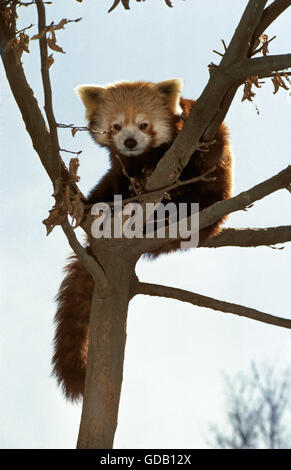 Roter Panda Ailurus Fulgens, Erwachsene auf Ast Stockfoto