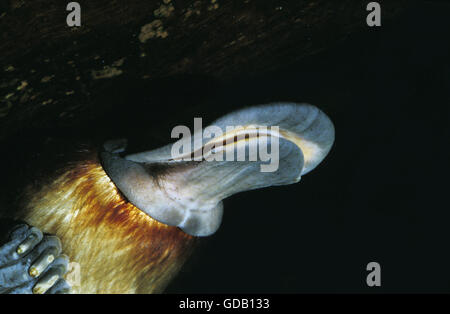 Platypus, Ornithorhynchus Anatinus, Erwachsene im Wasser, Australien Stockfoto