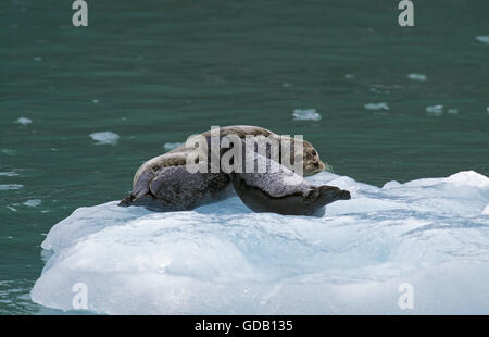 Hafen von Robbe, Phoca Vitulina, Weibchen mit Welpe auf Eis, Kanada Stockfoto