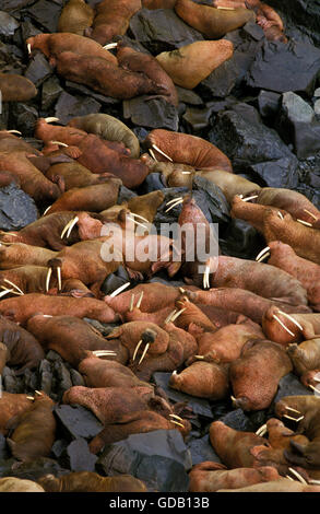 Walross, Odobenus Rosmarus Kolonie auf Round Island in Alaska Stockfoto