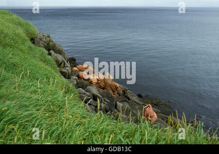 Walross, Odobenus Rosmarus Kolonie auf Round Island in Alaska Stockfoto