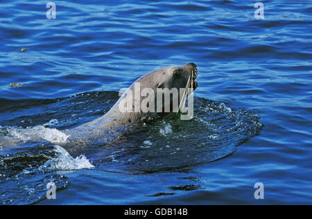 STELLER Seelöwen Eumetopias Jubata, Erwachsenen schwimmen, ALASKA Stockfoto