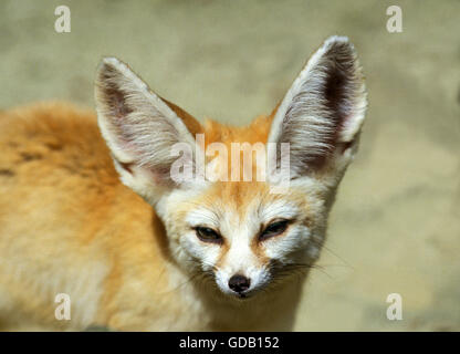 Fennec oder Wüstenfuchs, Fennecus Zerda, Porträt von Erwachsenen Stockfoto