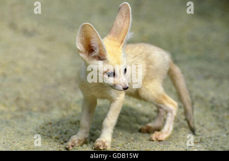 Fennec oder Wüstenfuchs, Fennecus Zerda, Cub Stockfoto