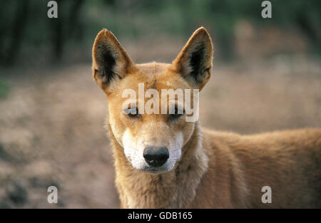 Dingo, Canis Familiaris Dingo, Porträt von Erwachsenen Stockfoto