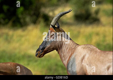 Topi, Damaliscus Korrigum, Erwachsenen in Masai Mara Park, Kenia Stockfoto