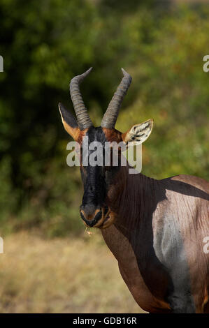 Topi, Damaliscus Korrigum, Erwachsenen in Masai Mara Park, Kenia Stockfoto