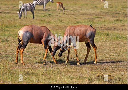 TOPI Damaliscus Korrigum, Männchen kämpfen, Masai Mara-Park in Kenia Stockfoto