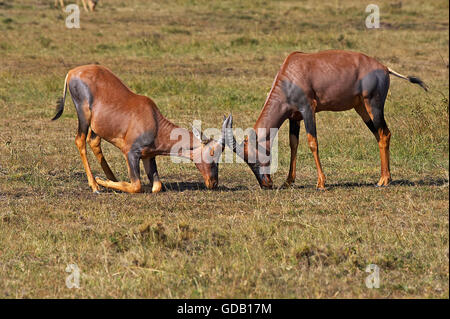 TOPI Damaliscus Korrigum, Männchen kämpfen, Masai Mara-Park in Kenia Stockfoto