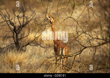 Gerenuk oder Wallers Gazelle, Litocranius Walleri, Weiblich, Essen verlässt im Busch, Samburu Park in Kenia Stockfoto