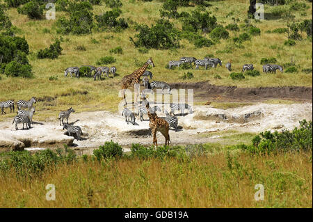 Rothschild Giraffe Giraffa Plancius Rothschildi und Burchell Zebra, Equus Burchelli, Herde leckt Salz, Masai Mara Park in Kenia Stockfoto