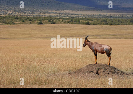 Topi, Damaliscus Korrigum, Erwachsene auf Termitenhügel, Masai Mara-Park in Kenia Stockfoto