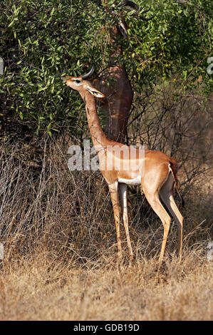 Gerenuk oder Wallers Gazelle, Litocranius Walleri, Männlich, Essen verlässt im Busch, Samburu Park in Kenia Stockfoto