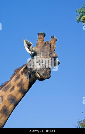 Rothschild Giraffen, Giraffa Plancius Rothschildi, Porträt von Erwachsenen, Masai Mara Park in Kenia Stockfoto