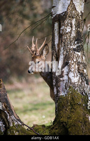 Rehe Capreolus Capreolus IN Normandie Stockfoto