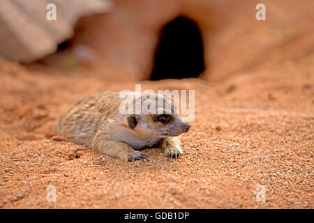 Erdmännchen, Suricata Suricatta, Erwachsener Festlegung, Sunning außerhalb Burrow, Namibia Stockfoto