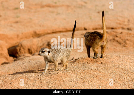 ERDMÄNNCHEN Suricata Suricatta, Erwachsene ALERT, NAMIBIA Stockfoto