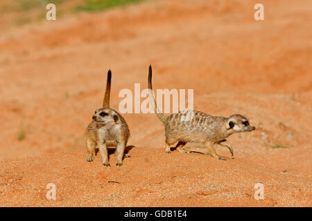 ERDMÄNNCHEN Suricata Suricatta IN NAMIBIA Stockfoto