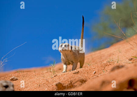 Erdmännchen Suricata Suricatta, Erwachsener, Namibia Stockfoto