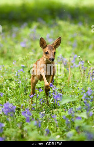 Rehe Capreolus Capreolus, FAWN mit Blumen, Normandie Stockfoto