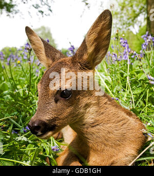 Rehe, Capreolus Capreolus, Fawn Verlegung in Blumen, Normandie Stockfoto