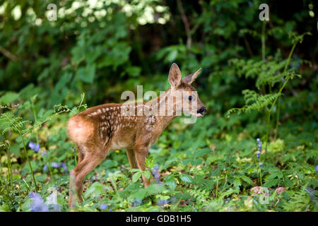 Rehe, Capreolus Capreolus, Fawn mit Blumen, Normandie Stockfoto