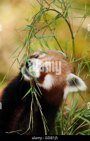 Roter Panda Ailurus Fulgens, Erwachsenen Essen Bambus Stockfoto