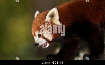 Roter Panda Ailurus Fulgens, Erwachsene Stockfoto