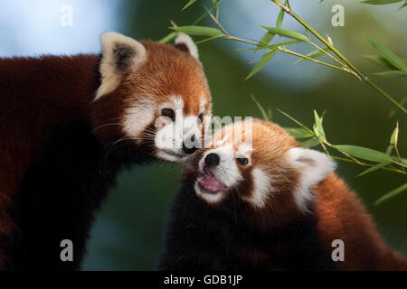 Roter Panda Ailurus Fulgens, Erwachsene Stockfoto