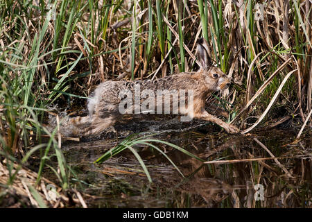Braun Feldhase Lepus Europaeus, Erwachsenen läuft in der Nähe von Wasser, Normandie Stockfoto