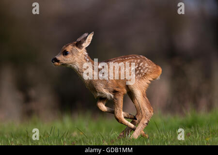 Rehe, Capreolus Capreolus, Fawn ausgeführt, Normandie Stockfoto