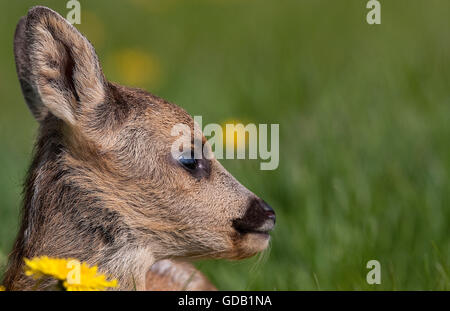 Rehe, Capreolus Capreolus, Porträt von Fawn, Normandie Stockfoto