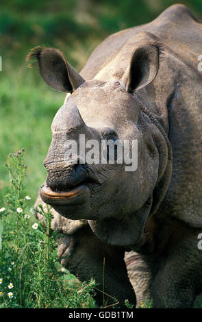 INDISCHE Nashorn Rhinoceros Unicornis, Porträt von weiblichen Stockfoto