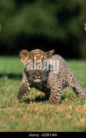 Leoparden Panthera Pardus, CUB WALKING ON GRASS Stockfoto