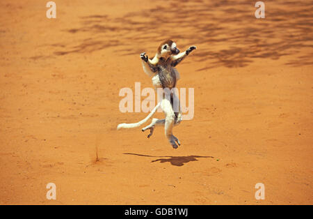 VERREAUX SIFAKA Propithecus Verreauxi, Erwachsenen-HOPPING über offenes Gelände, BERENTY RESERVE, Madagaskar Stockfoto