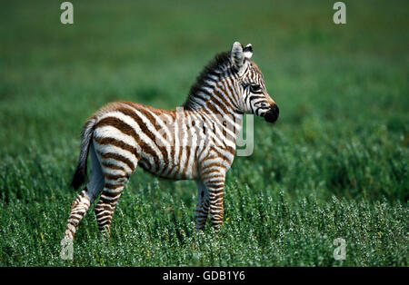 BURCHELL ZEBRA Equus Burchelli, junge Fohlen ON GRASS, Kenia Stockfoto