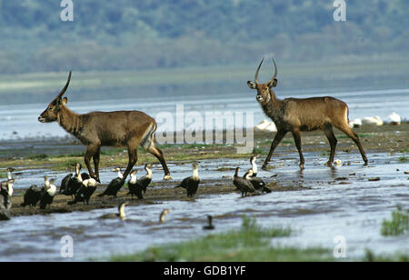 Defassa Wasserbock, Kobus Ellipsiprymnus Defassa mit weißer-Breasted Kormoran, Phalacrocorax Carbo Lucidus, Nakuru Park in Kenia Stockfoto