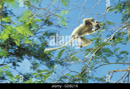 Verreaux Sifaka, Propithecus Verreauxi, Erwachsene springen zu einer anderen Niederlassung, Berent Reserve in Madagaskar Stockfoto