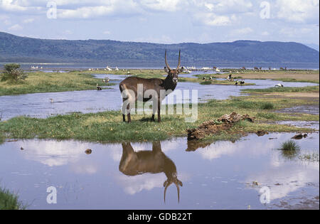 DEFASSA-WASSERBOCK Kobus Ellipsiprymnus Defassa, erwachsenen männlichen im Sumpf, Kenia Stockfoto