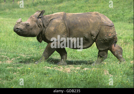 INDISCHE Nashorn Rhinoceros Unicornis zu Fuß auf dem Rasen Stockfoto
