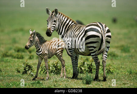 BURCHELL ZEBRA Equus Burchelli, weibliche mit Fohlen, Kenia Stockfoto