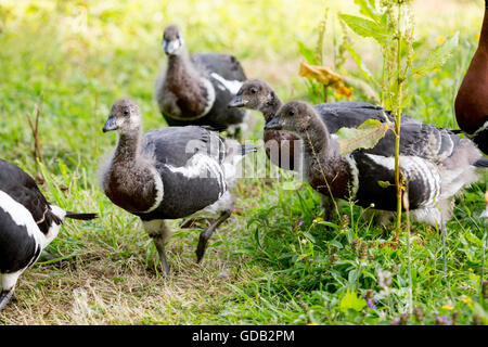 Rothalsgans (Branta Ruficollis).  Dreiunddreißig Tage aufgezogen alte Gänsel, vier eine Brut von sechs Elternteil. Stockfoto