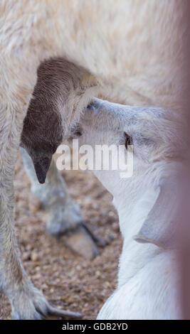 Al Dosari Zoo in Doha, Katar. Stockfoto