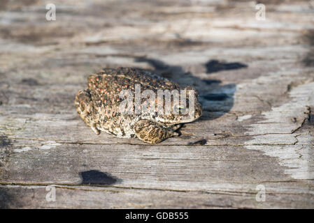 (Epidalea calamita Natterjack toad) Stockfoto