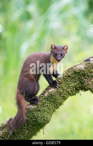 Baummarder (Martes Martes) Stockfoto